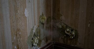 indoor mold detection signs