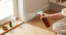 15 Best Spider Repellent Sprays for 2026