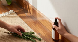 11 Best Spider Repellents for Home in 2027