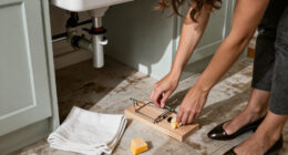 14 Best Mouse Traps for Fast, Practical Home Control in 2027